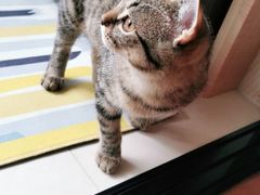 -芭比堂宠物医院·全科爱猫医院·仁德分院