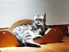 -有猫主题·治愈系猫咖(曾厝垵店)
