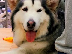 -李小姐の猫咖啡馆(五角场店)