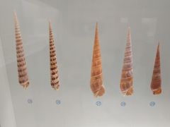 -青岛贝壳博物馆