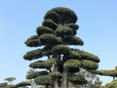 -龙大花卉苗木市场