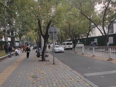 -三里屯东五街银杏大道