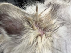 -瑞鹏宠物医院犬猫全科(真大分院)