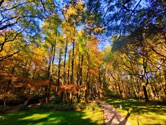 -上海共青森林公园