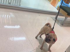 -帕帕拉兹宠物(亚洲旗舰店)