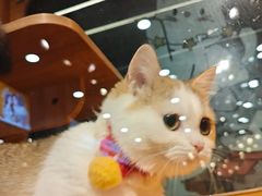 -欣宠猫屋·矮脚拿破仑·蓝金金渐层