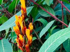 -西双版纳融创皇冠假日度假酒店