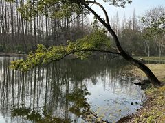 -上海共青森林公园