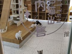 -猫域·湾主题猫咖·宠物吧(南坪城市广场店)