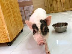 -柴源莊·柴小宠柴犬咖啡