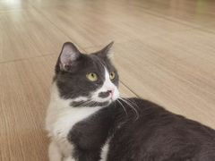 -是阿柴呀！柴犬咖啡·爱喵喵猫咖