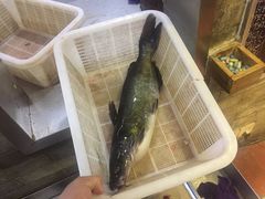 -老凯俚酸汤鱼(鸿通城店)
