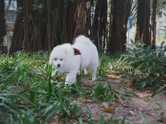 -情缘鲜花店(汾阳店)