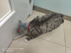 -宠福鑫康馨动物医院·骨科·眼科