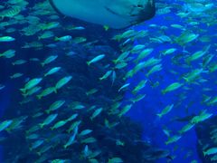 -成都浩海立方海洋公园