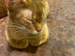 -猫小院猫主题餐厅(三里屯店)