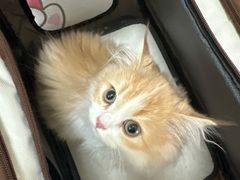 -伟伟宠物医院·瑞派猫友好医院·猫科(光谷店)