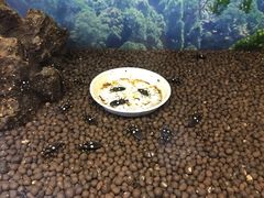 -上海大自然野生昆虫馆(东方明珠·爬宠昆虫探索中心)