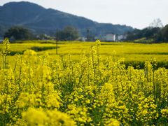 -新安江山水画廊风景区