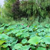 旅行｜夏天就是要去温都水城浪一次