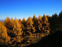 -塞罕坝国家级自然保护区