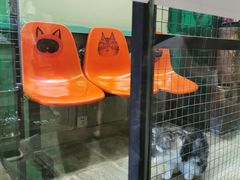 -猫咪博物馆(顶澳仔猫街店)