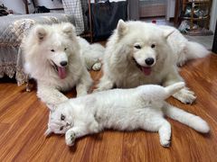 -新疆正宗烤肉营养馕(文化路店)