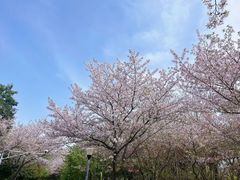 -贡湖湾湿地公园
