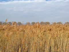 -野鸭湖国家湿地公园