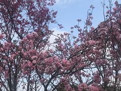 -天适樱花悠乐园