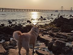 -星海湾跨海大桥