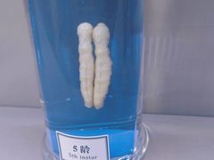 -苏州丝绸博物馆
