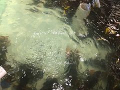 -盒马渔市餐厅
