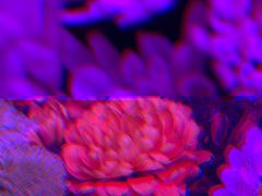 -循礼门鲜花花市(武汉循礼门店)