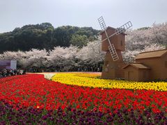-苏州上方山国家森林公园