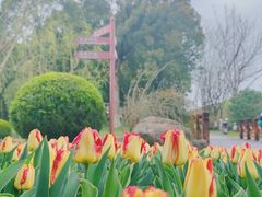 -上海鲜花港