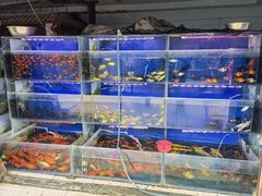 -金科花卉市场