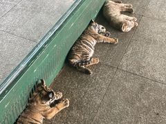 -秦皇岛野生动物园