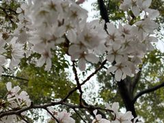 -西北湖绿化广场