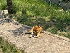 -西霞口神雕山野生动物世界