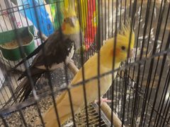 -华夏良子·足道SPA艾灸(翠微店)