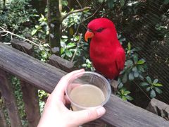 -新加坡飞禽公园