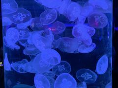 -芜湖新华联大白鲸海洋公园