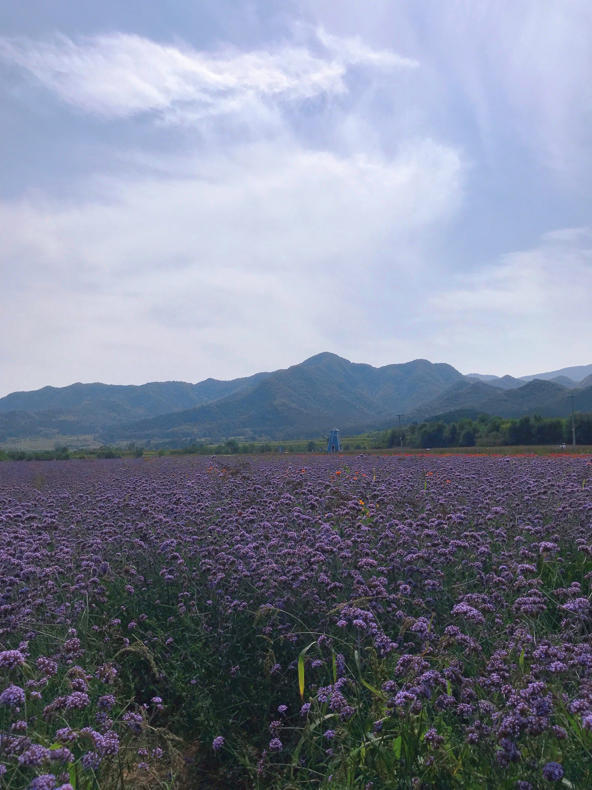 北京周边游[糖果]延庆四季花海