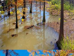 -昆山城市生态森林公园