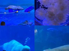 -海合安青岛极地海洋公园