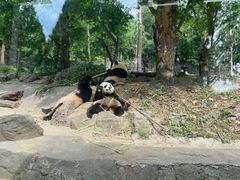 -都江堰中华大熊猫苑
