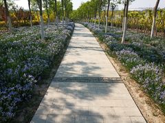 -天津东丽湖风景区