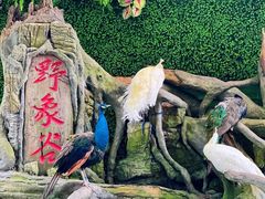 -野象谷景区