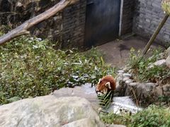 -都江堰中华大熊猫苑